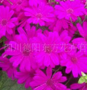 瓜葉菊（東方1號(hào)）種子，花卉種子、花種、