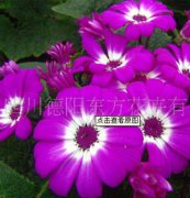 瓜葉菊：東方三號(hào)，瓜葉菊種子、盆栽花卉、花